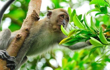 ape reaching outの写真素材