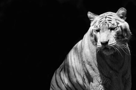 portrait of a tiger (b&w)の写真素材