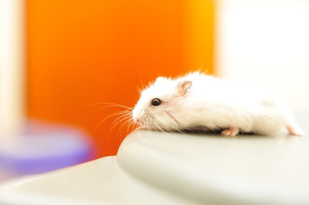 hamster side profileの写真素材