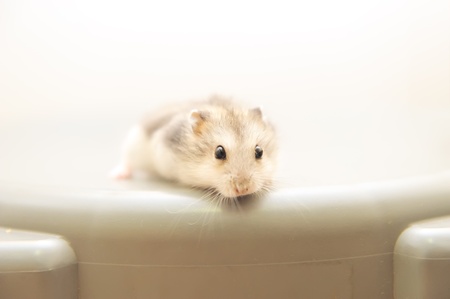 Cute Hamsterの写真素材