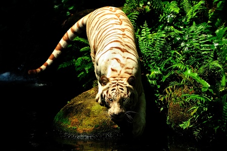 Crouching Tigerの写真素材