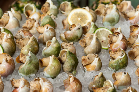 whelkの写真素材