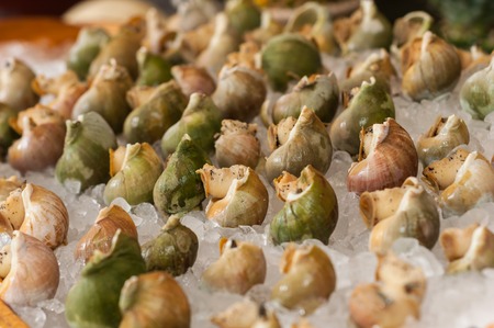 Whelk arranged on the ice.の写真素材