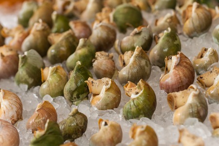 Whelk arranged on the ice.の写真素材