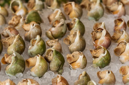 Whelk arranged on the ice.の写真素材