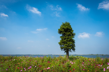 A cypress among flowersの写真素材
