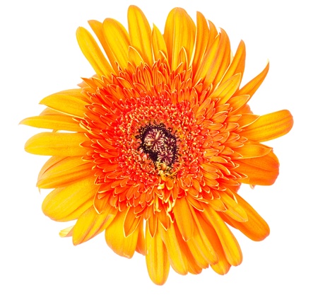 Flower Gerberaの写真素材