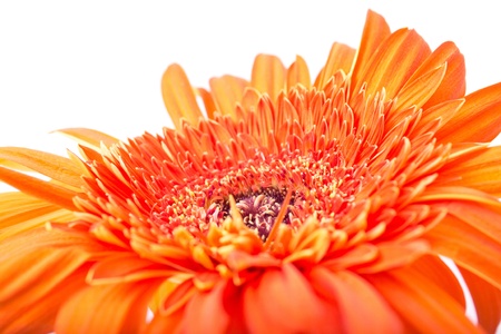 Flower Gerberaの写真素材