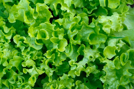 Green salatの写真素材