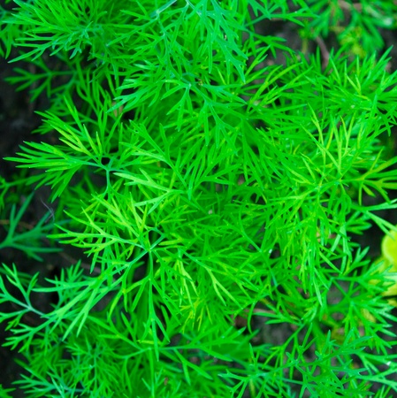 Green fennelの写真素材