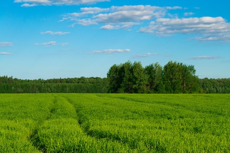 Track in the field against the blue skyの写真素材