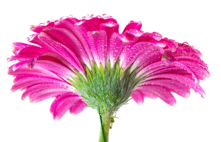 Pink Gerberaの写真素材