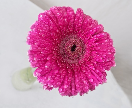 Gerbera on whiteの写真素材