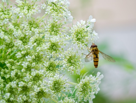 Wasp on a white flower