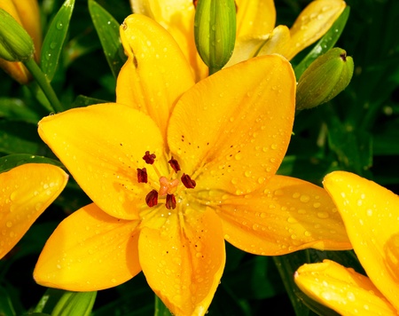 Yellow liliesの写真素材