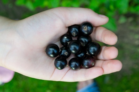 Currants in the palm of childの写真素材