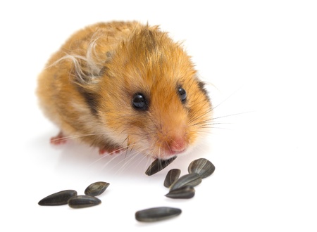 hamster eating sunflower seeds isolated on whiteの写真素材