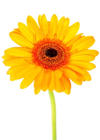 Orange Gerber isolated on whiteの写真素材