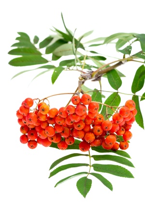 rowan berries and leaves on whiteの写真素材
