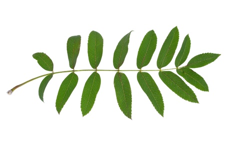 rowan leaves on white の写真素材