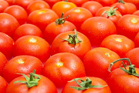 multitude of tomatoes close-up viewの写真素材