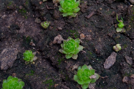 Green rejuvenated on the groundの写真素材