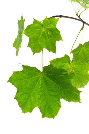 Green maple leaves isolated on white backgroundの写真素材