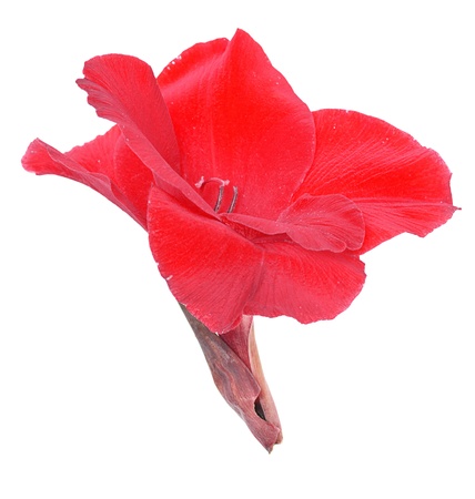 Red flower gladiolus isolated on a white backgroundの写真素材