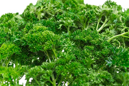 Juicy green parsley, isolated on a white backgroundの写真素材