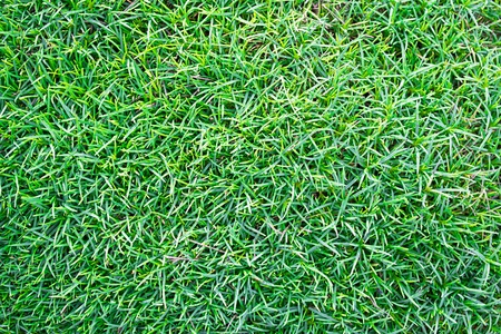 Green grass backgroundの写真素材