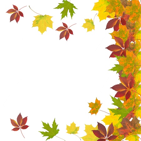 autumn leavesの写真素材