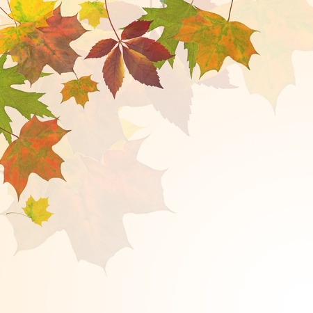 autumn leaves backgroundの写真素材