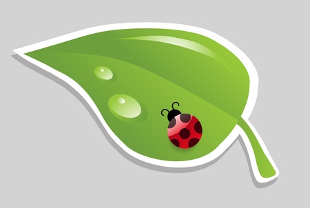 vector leaf with ladybird.のイラスト素材