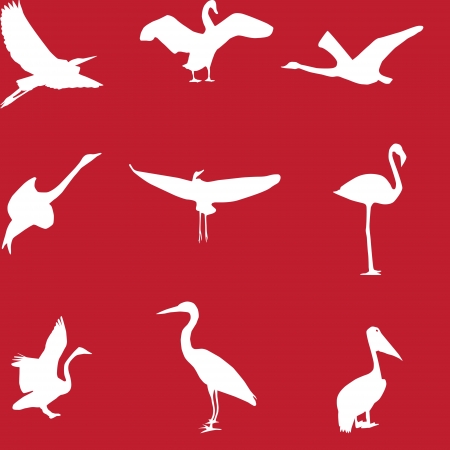 Set of different photographs of birds seamless pattern  のイラスト素材