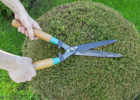 Clippers on the Green Grass