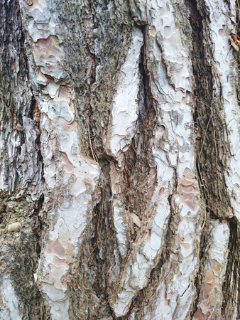 Trunk Wood Background Photo