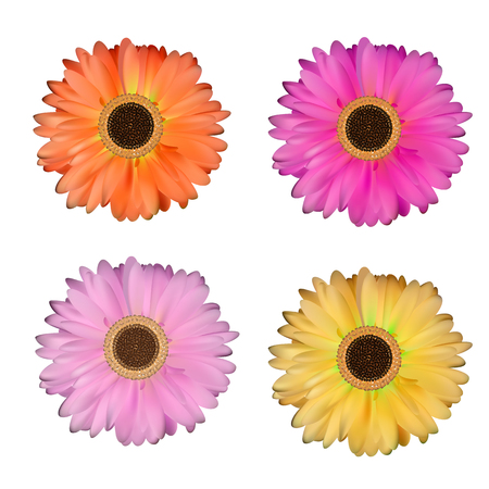Gerbera Flower Set White Background Vector Illustration EPS10のイラスト素材