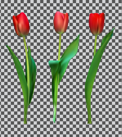 Realistic Vector Illustration Colorful Tulips . Not Trace.のイラスト素材