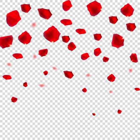 Abstract Natural Rose Petals on Transparent Background.のイラスト素材