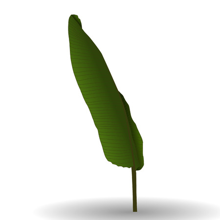 Colorful naturalistic palm leaf.のイラスト素材