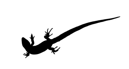 Silhouette of a lizard that creeps. Vector Illustration.のイラスト素材
