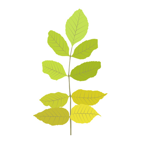 Naturalistic autumn leaves on White. Vector Illustration.のイラスト素材