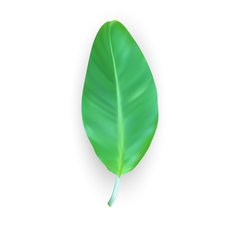 Beautiful Palm Tree Leaf Silhouette Background Vector Illustrationのイラスト素材