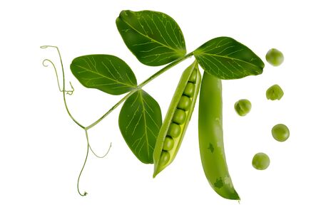 Colorful realistic 3D pod of ripe green peas isolated on white background. Vector Illustrationのイラスト素材