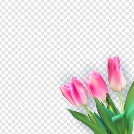 Realistic Vector Illustration Colorful Tulips on Transparent Background. EPS10のイラスト素材