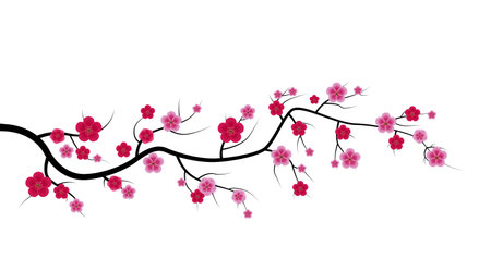 Sakura Flower Isolated on White Background. Vector Illustrationのイラスト素材