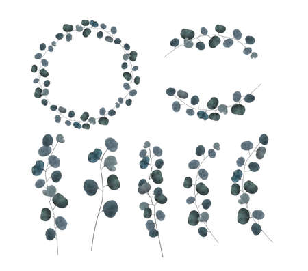 Collection set of realistic natural branch leaves eucalyptus isolated on white background. Vector Illustrationのイラスト素材