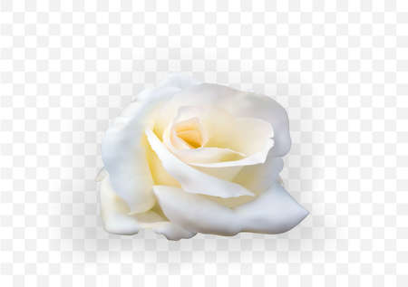 Naturalistic 3D view of white rose on transparent background. Vector Illustration. EPS10のイラスト素材