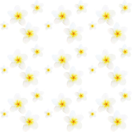 Isolated colorful naturalistic white plumeria with shadow. seamless pattern. Vector Illustration.のイラスト素材