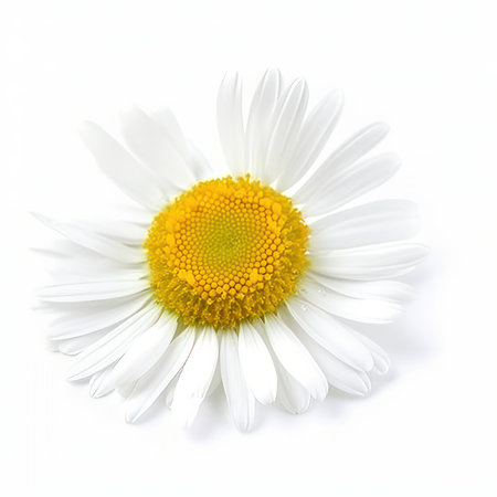Chamomile flower on white background. Illustration Generative AIの素材